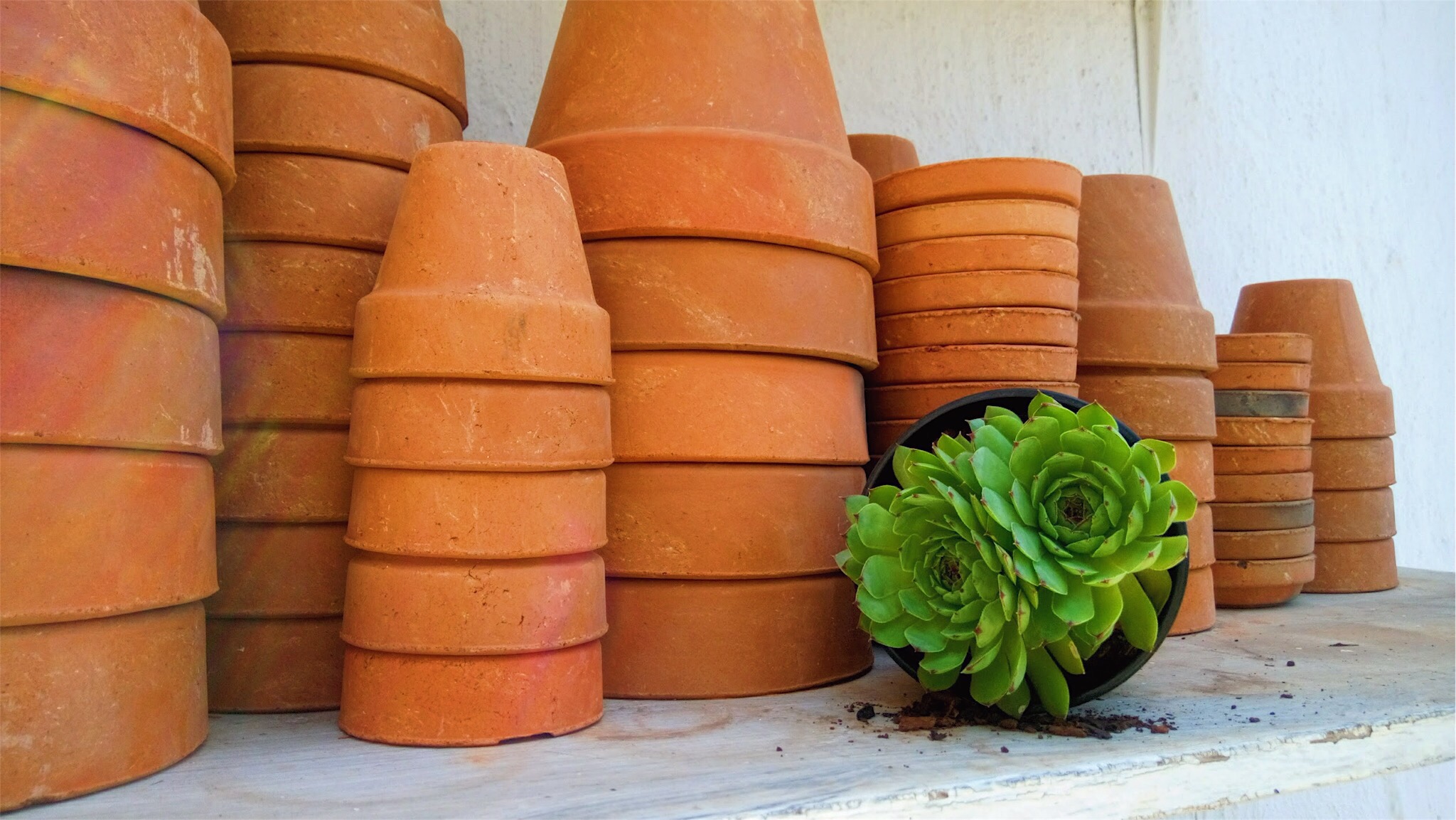 a batch of chujio ceramics next to a sempervivum succulent