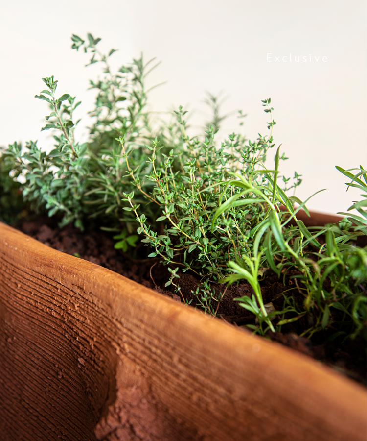 Shop Nanjala log trough with herbs