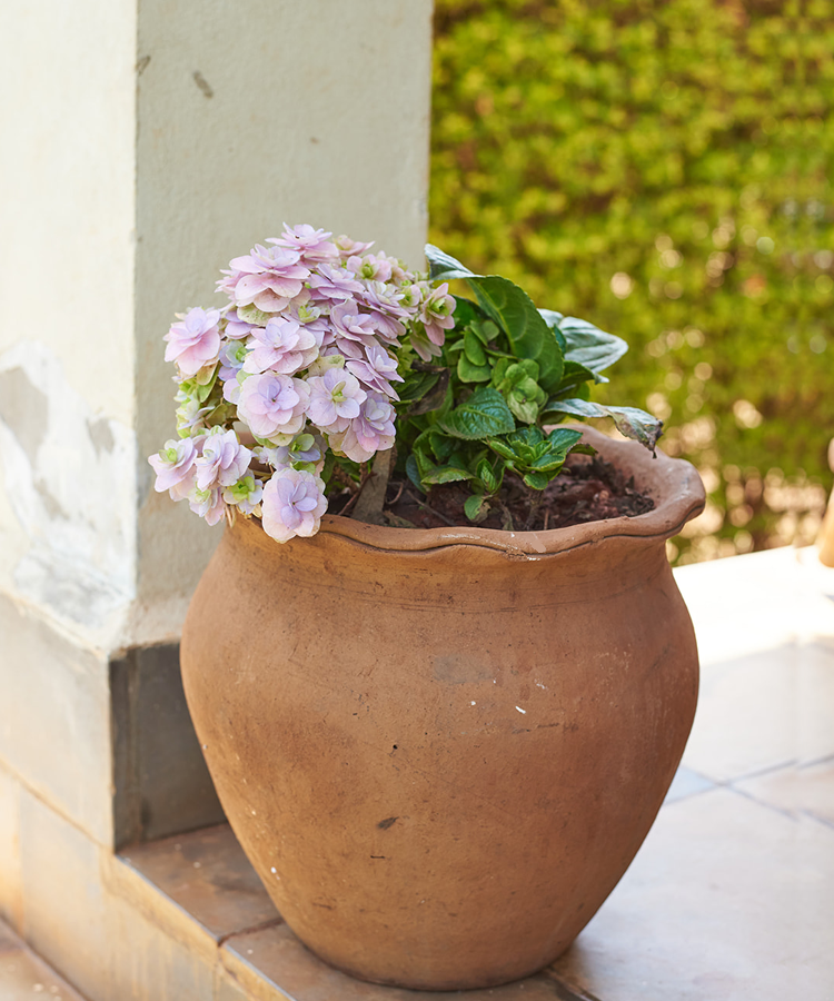 Image of Blush hydrangea flower in terracotta pot