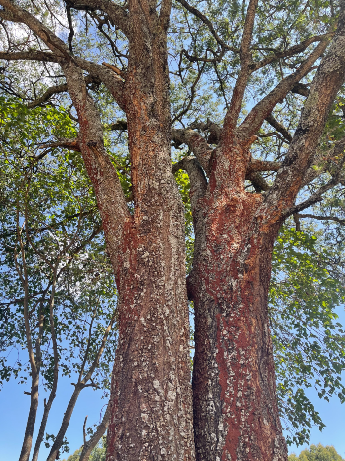 Mature Acacia Tree Trans Nzoia