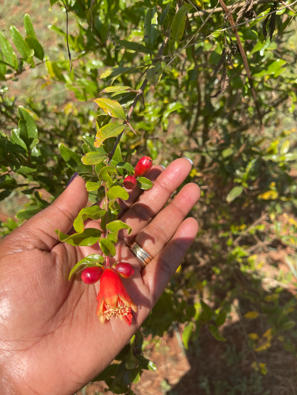 Flowering Pomegranate tree