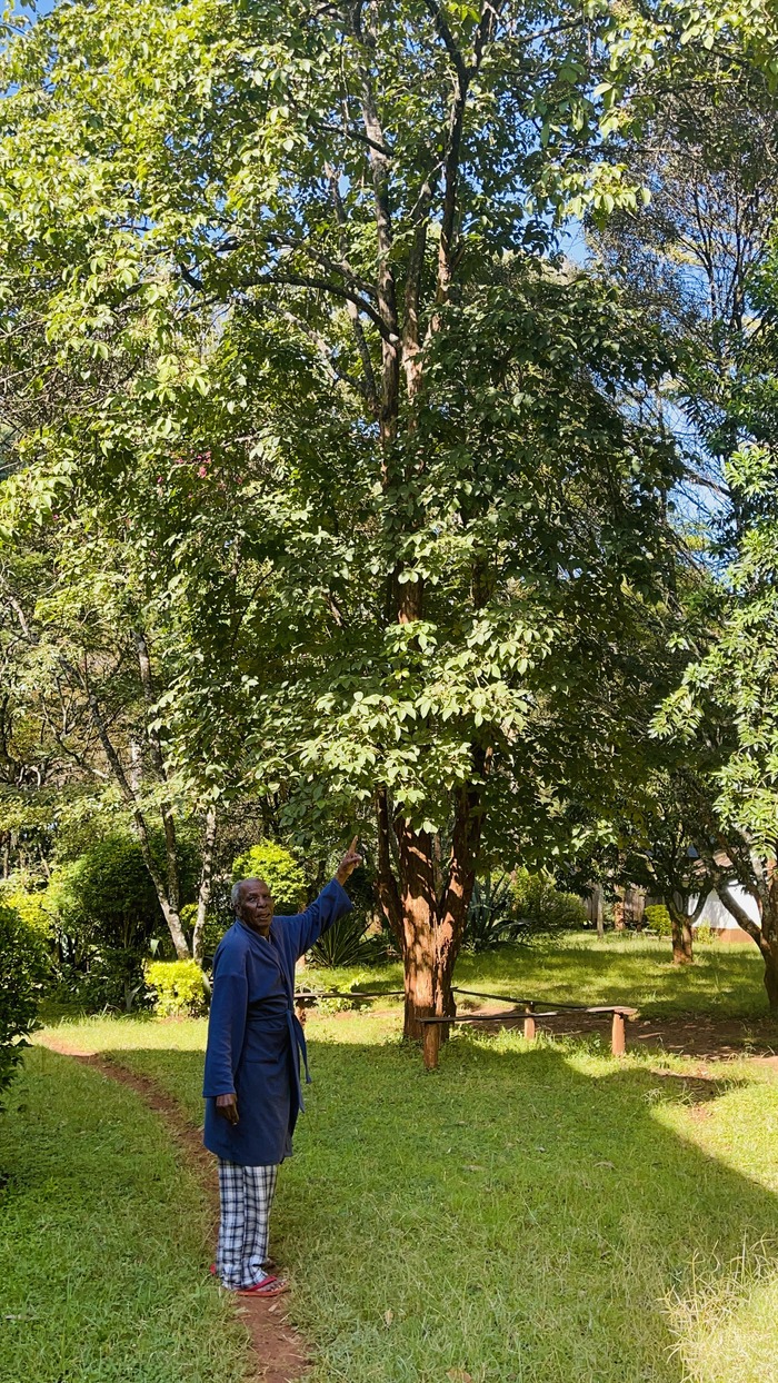 Kumufutu Vitex doniana large tree. Col. (Rtd) Nicholas Lubano is standing next to the tree. Image credits: Teresa Lubano (2024)