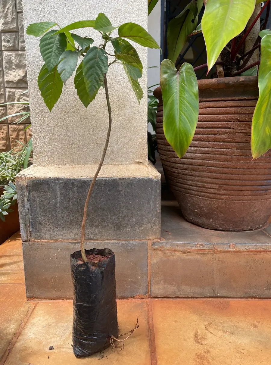 Young Sycamore fig seedling by Nanjala_24.11.2025