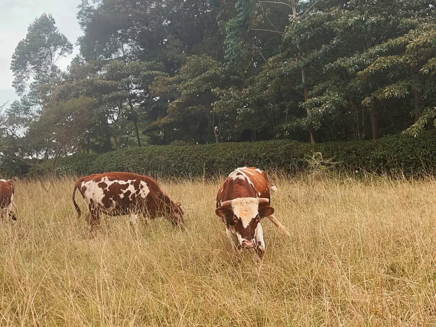 Shop Nanjala local cows grazing in Kitale by Teresa Lubano 2026